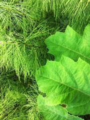 Green forest grass texture
