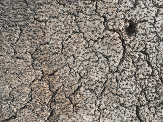 abstract texture of bark wood background.