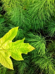 Green forest grass texture