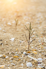 Seedlings of pine trees growing on sand.