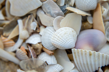 Shells on the beach