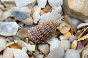 Shells on the beach