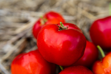 Acerola cherry fruit.