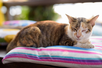 Fototapeta na wymiar Cute Calico Cat Sleeping On The Cushion