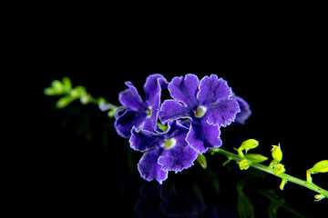 Fototapeta na wymiar Duranta erecta flower on black background.