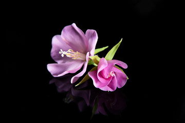 Fototapeta na wymiar Close up of Pink Dombeya flower