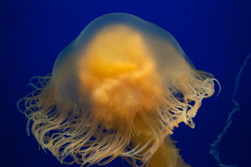 jellyfish