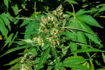 branch of cannabis plant with buds flowering close up