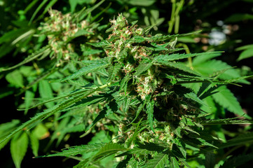 branch of cannabis plant with buds flowering close up