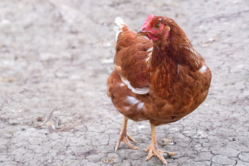 Brown chicken portrait. Close up of hen face chicken looking something in a farm.