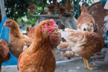 Brown chicken portrait. Close up of hen face chicken looking something in a farm.