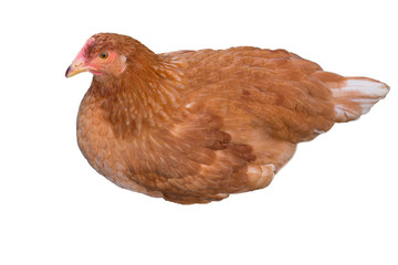 Close up , One brown hen isolated on a white background. Ready to egg