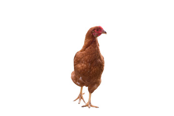 Young brown hen isolated on white background.chicken looking something