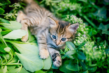 Cute tabby little kitten in the grass