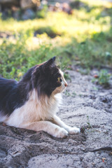 Beautiful black and white cat lie on the ground.