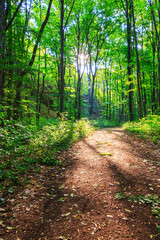 Beautiful path in the forest in spring, with vibrant green foliage