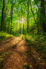 Fototapeta na wymiar Beautiful path in the forest in spring, with vibrant green foliage