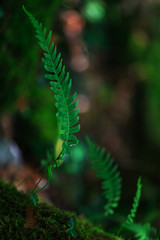 Abstract shapes of green fern leaves, in summer, in a beautiful boreal forest