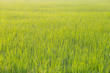 Green wheat field with morning light
