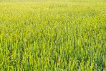 Green wheat field with morning light