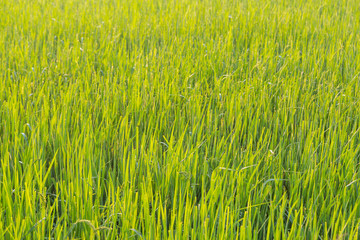 Green wheat field with morning light