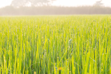 Green wheat field with morning light