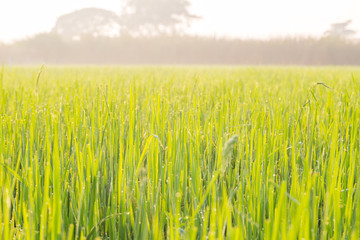 Obraz na płótnie Canvas Green wheat field with morning light