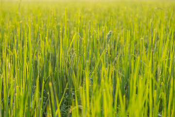 Green wheat field with morning light