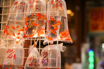 Goldfishes and different fishes for aquarium in plastic bags hanged on the wall in a pet shop selling in Hong Kong