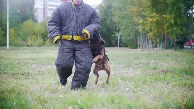 Man in a protective suit coaches his shepherd dog to attack. Running to camera