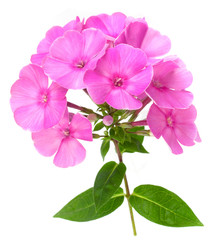 Phlox flower closeup