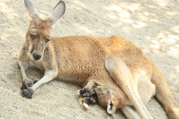 Fototapeta premium カンガルーの親子