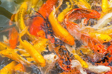 Obraz na płótnie Canvas Colorful Koi fish swimming in a water
