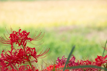 田んぼ沿いに咲く赤い彼岸花の花