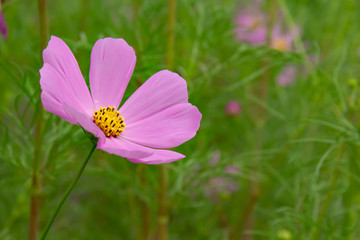 秋に花を咲かせるピンクのコスモスの花