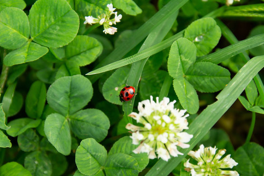 シロツメクサ 花 白 動物 Images Browse 1 Stock Photos Vectors And Video Adobe Stock