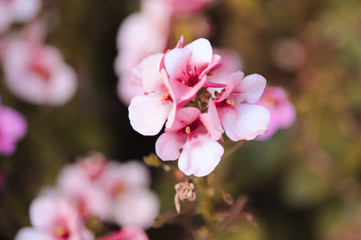 Fototapeta na wymiar rosa Blume