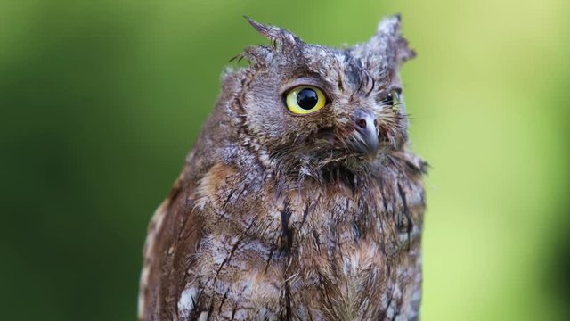 Portrait of Eurasian (European) scops owl sitting on a branch in the forest habitat, closeup
