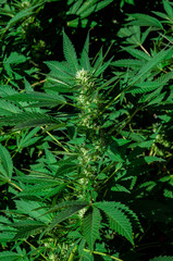 branch of cannabis plant with buds flowering close up