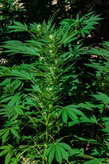 Naklejka na ściany i meble branch of cannabis plant with buds flowering close up