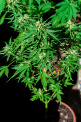 branch of cannabis plant with buds flowering close up