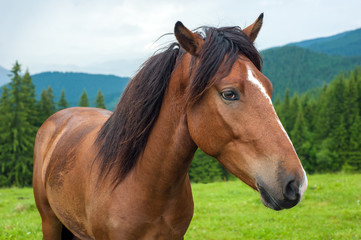 Grazing horse at high-land pasture at Carpathian Mountains after rain. Picture of beautiful green pasture on a background of mountains.