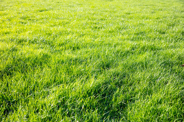 Close-up view of green grass, backdrop, background.