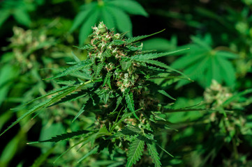 branch of cannabis plant with buds flowering close up