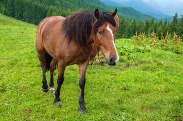 Naklejka na ściany i meble Grazing horse at high-land pasture at Carpathian Mountains after rain. Picture of beautiful green pasture on a background of mountains.