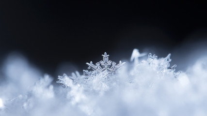 snowflake in the snow, winter