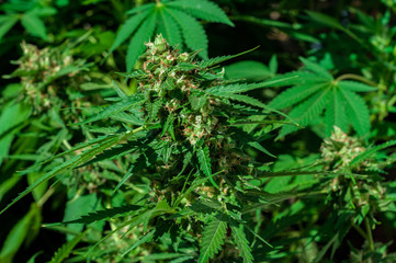 Naklejka na ściany i meble branch of cannabis plant with buds flowering close up