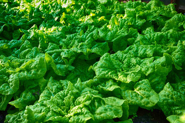 lettuce plants from small home farm