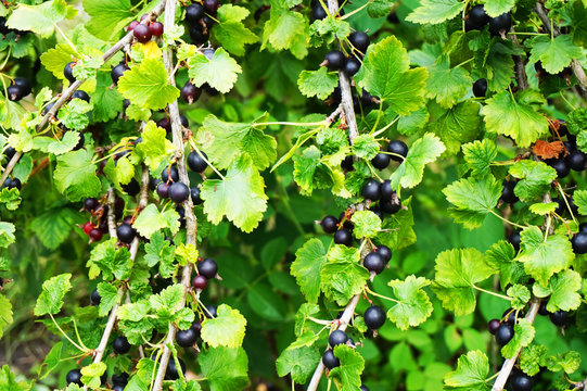 jostaberry plant with black fruits