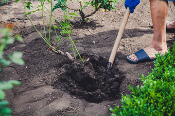 man digs bush of roses with shovel in afternoon